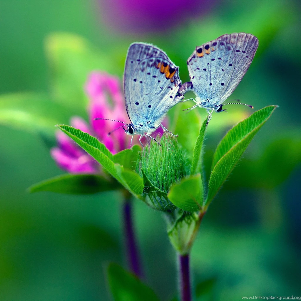 Butterfly Flower Wallpapers : Desktop : iPhone : Tablet