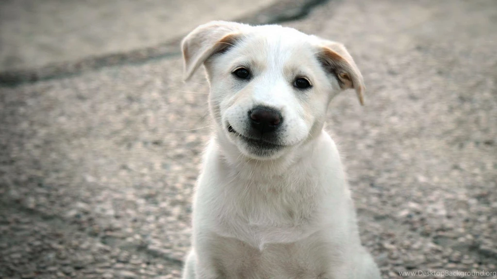 Cute Puppy