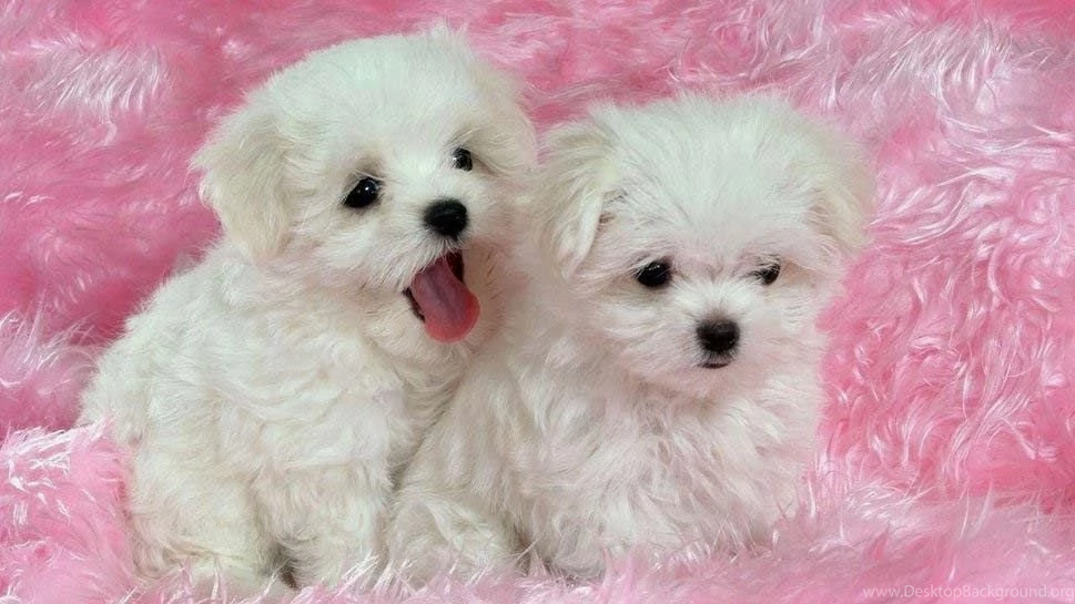 Cute Puppies And Dogs Images