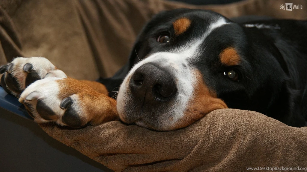 10 Insanely Cute HD Wallpapers Of Puppies