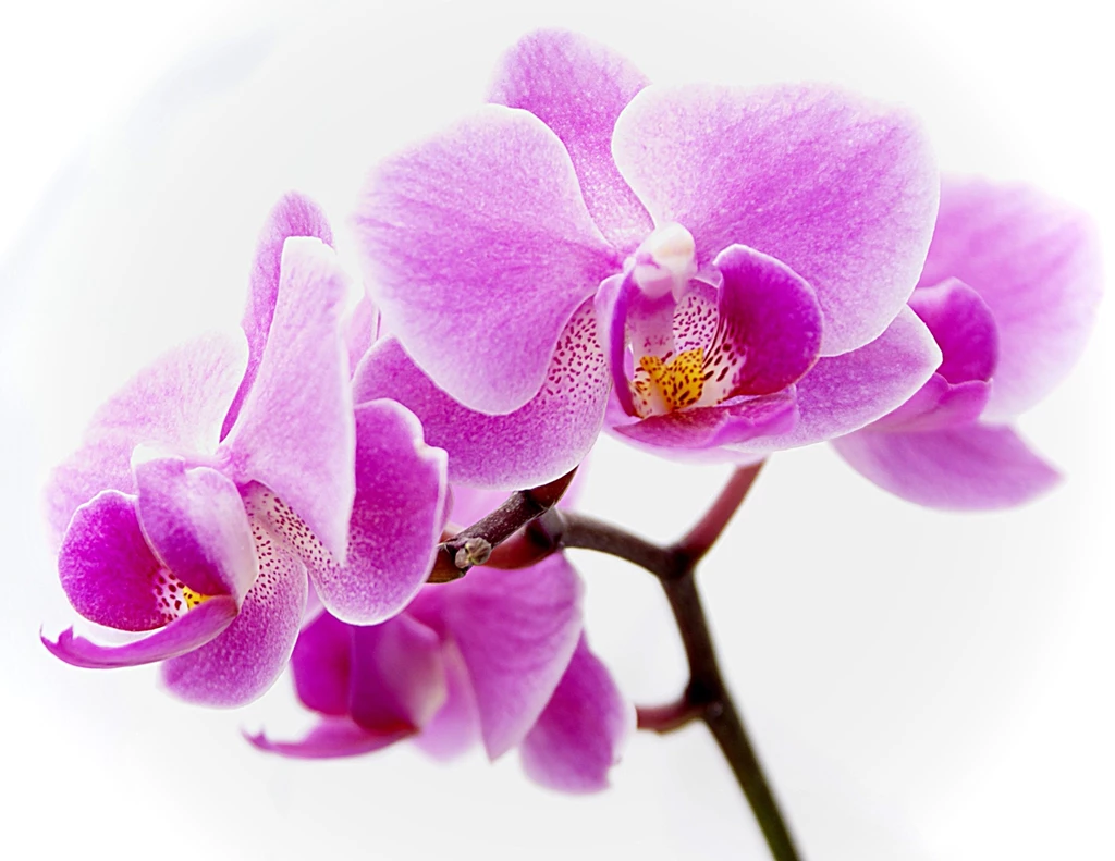 Orchid Description Of Flower Flower wallpapers Purple Orchid ...