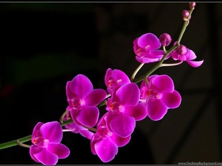 Beautiful Purple Orchid HD Wallpapers