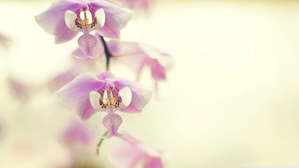 Orchid Wallpapers — Free Full HD Wallpaper. Widescreen HQ Desktop ...