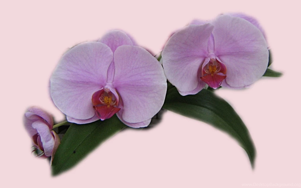Lilac_orchid_wallpaper_2690.jpg