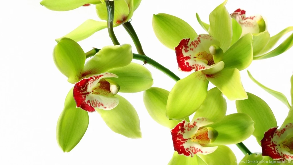 White Orchid Wallpapers