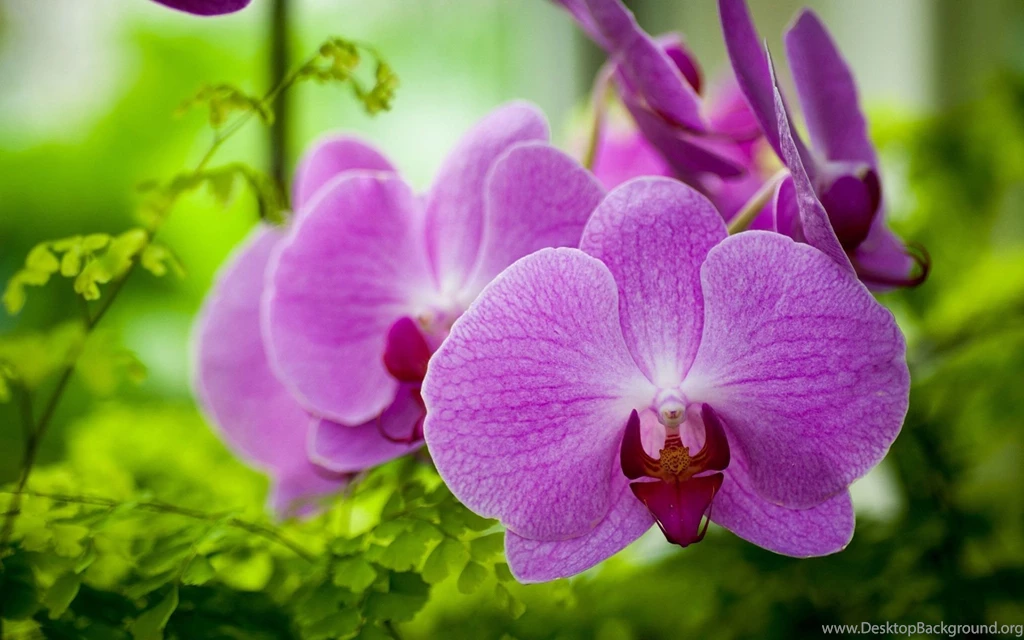Purple Orchids Wallpapers 1920x1200