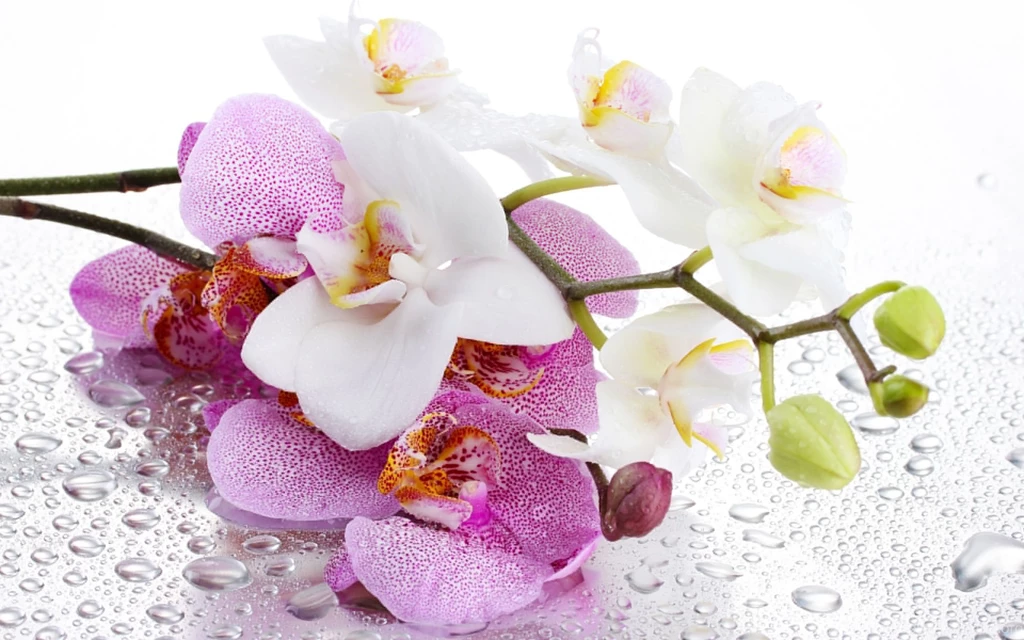 Orchid Petals Pink Flower Wallpapers