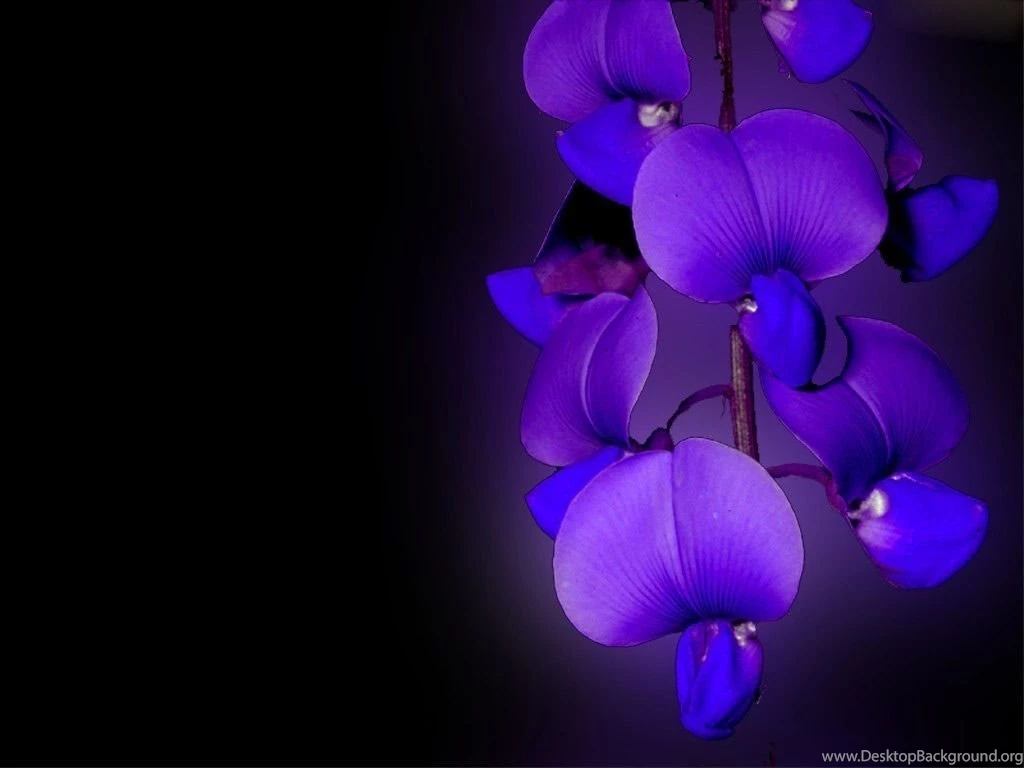 Free Orchid Flower Wallpapers In White, Blue, Red Color