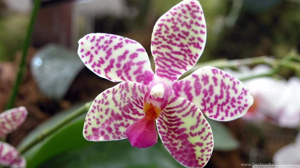 Orchid Flower HD Desktop Wallpapers : Widescreen : High Definition ...
