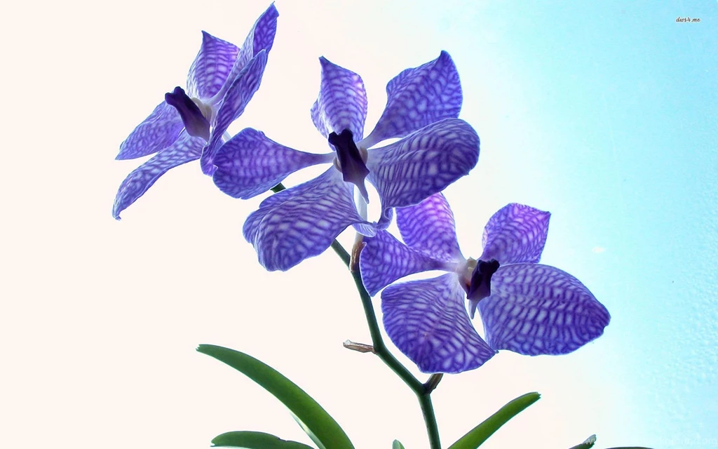 Violet Orchid Wallpapers Flower Wallpapers