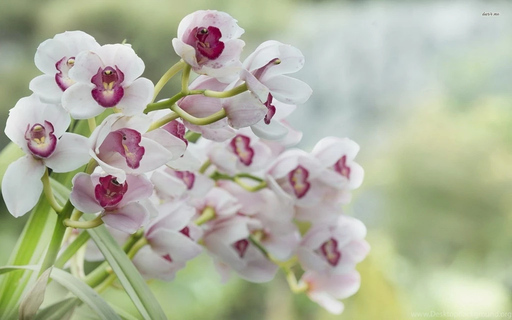 White Orchids Wallpapers   Flower Wallpapers