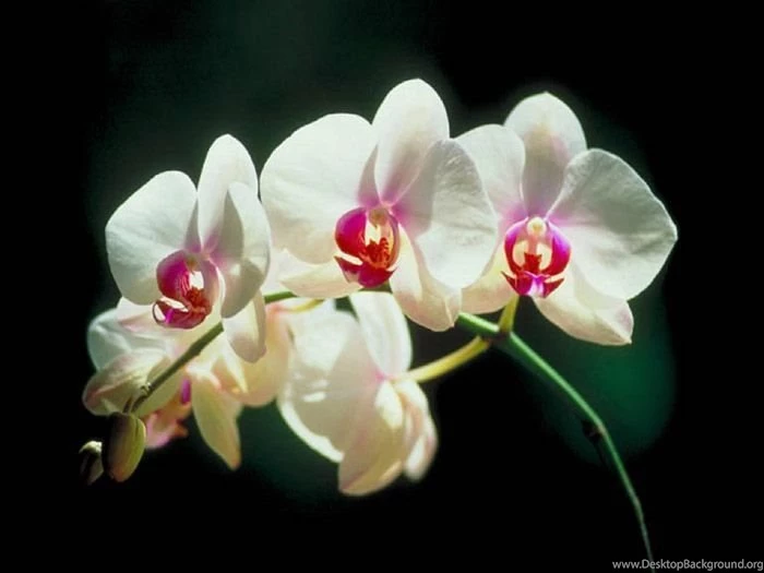 4 orchid flower wallpapers.jpg