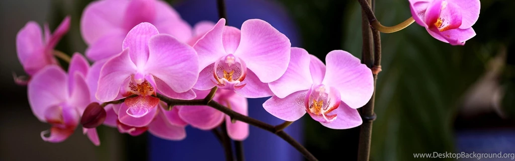 Download Wallpapers 3840x1200 Orchid, Flower, Pink, Branch, Close ...