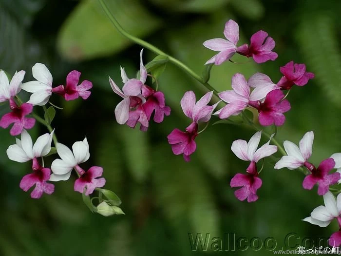 Orchid Flowers, HD Flowering Plant Photo (1920+1600 ) 29 Wallcoo.net