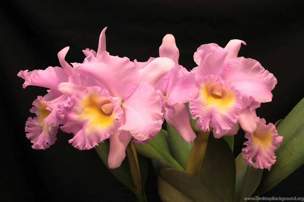 Orchid Flower Colors Wallpaper.