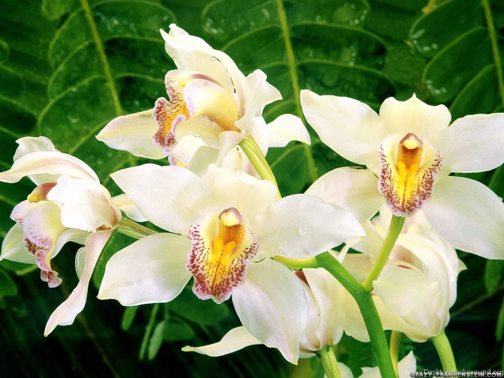 Orchid   Flower Wallpapers   Crazy Frankenstein