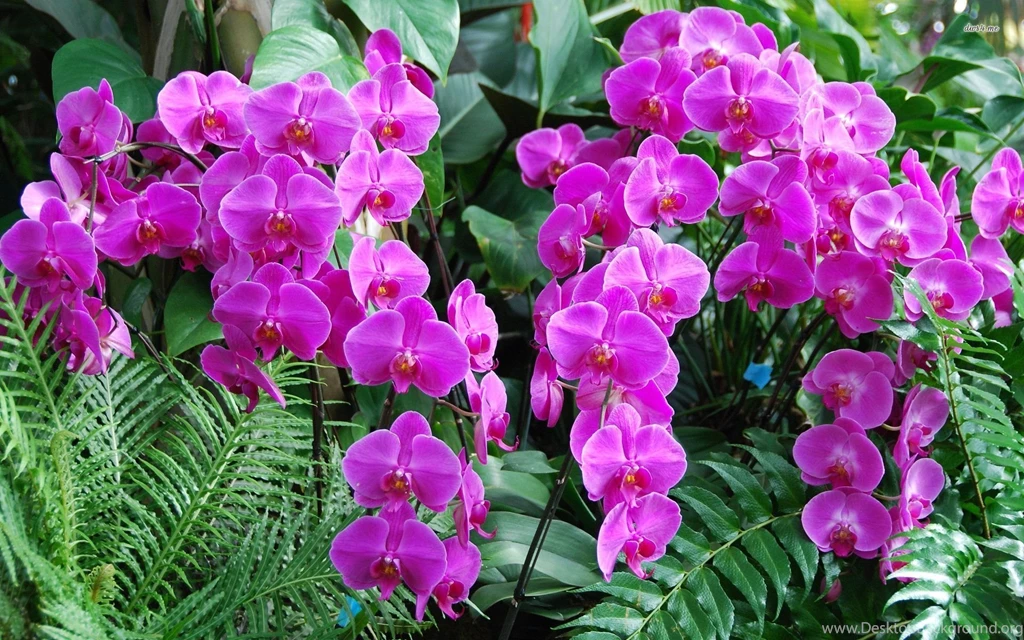 Purple Orchids Wallpapers Flower Wallpapers