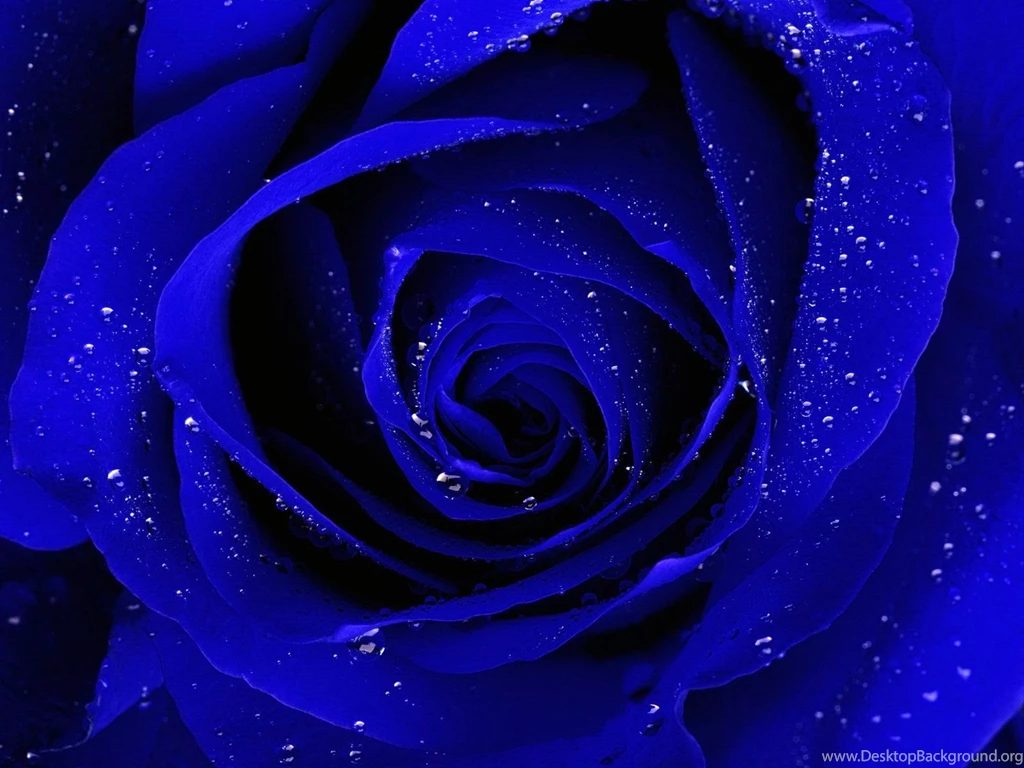 Blue Rose Desktop Wallpaper, Blue Rose Images Free