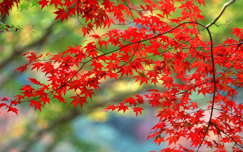Download Wallpapers 3840x2400 Leaves, Autumn, Nature, Branches ...