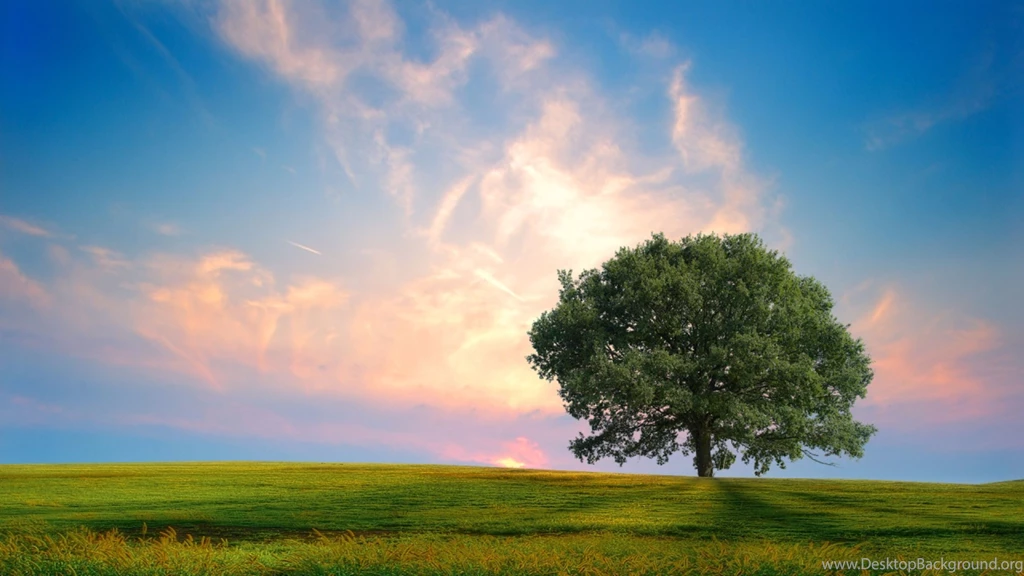 Lone Tree Nature 4K Wallpapers