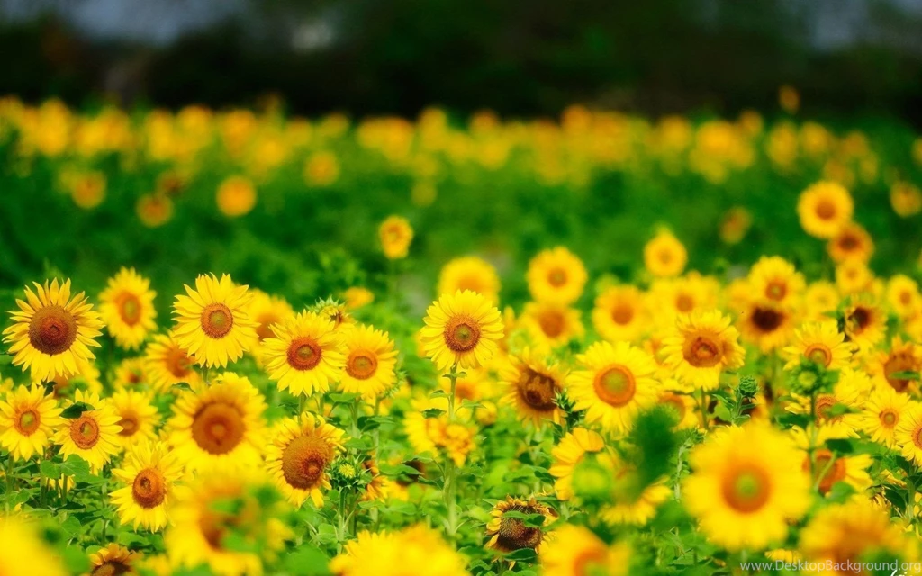 Sunflowers summer nature hd wallpapers   Magic4Walls.com