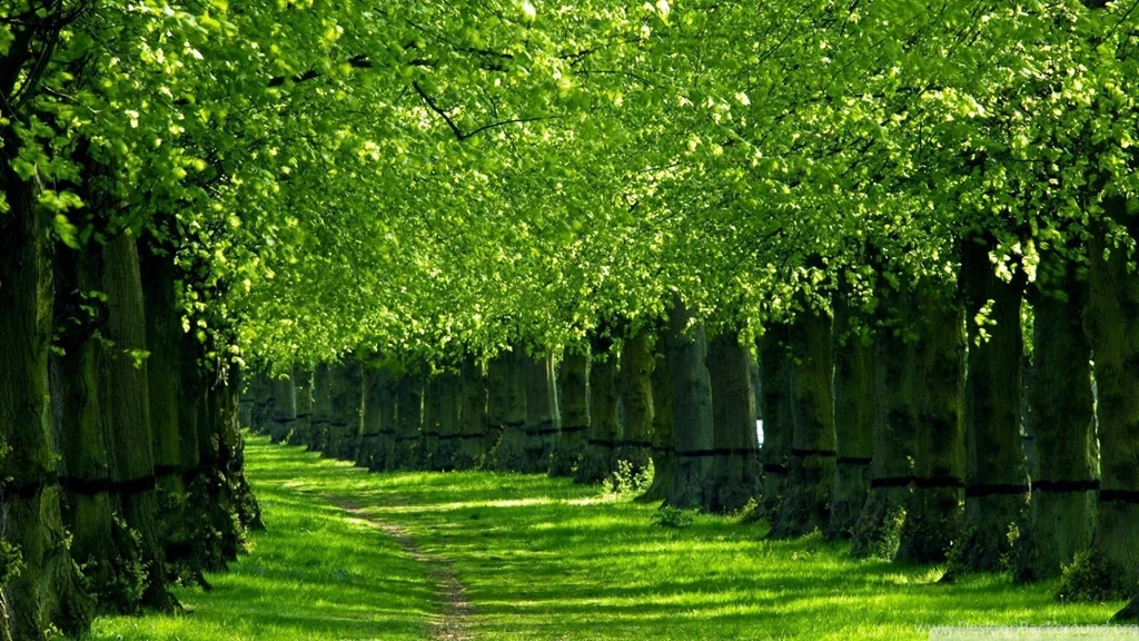 Nature Wallpapers HD