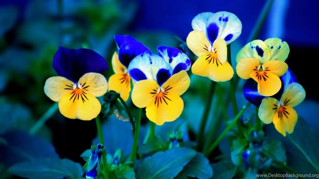 Desktop Wallpapers · Gallery · HD Notebook · Pansies Beautiful ...