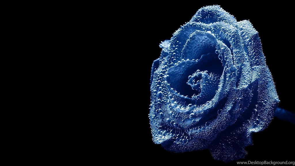Flowers Wallpapers HD Wallpapers 2124