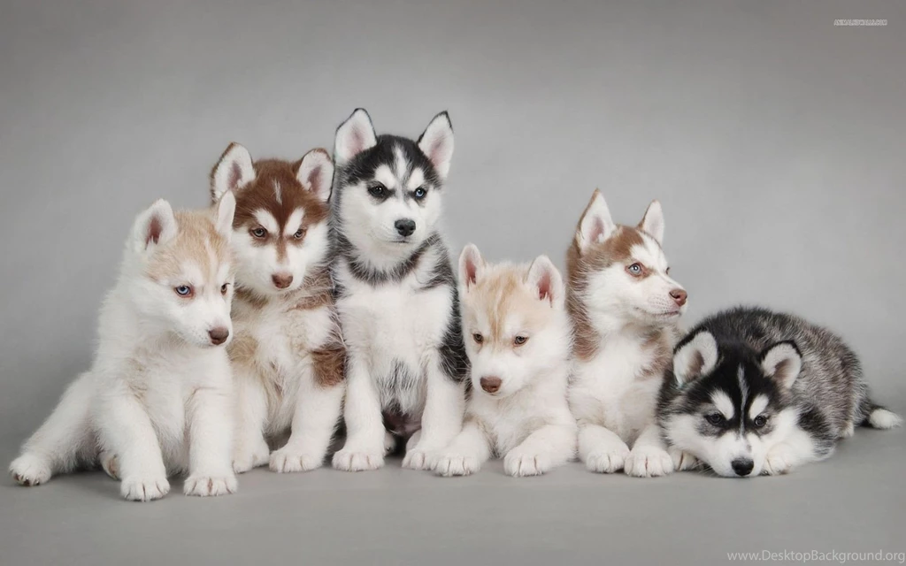 Top Sleeping Husky Widescreen Wallpaper Images For Pinterest