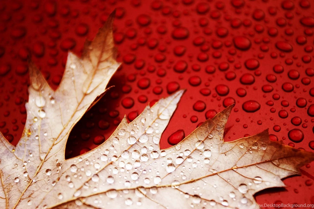 Red Leaf Desktop Wallpaper, Red Leaf Picture