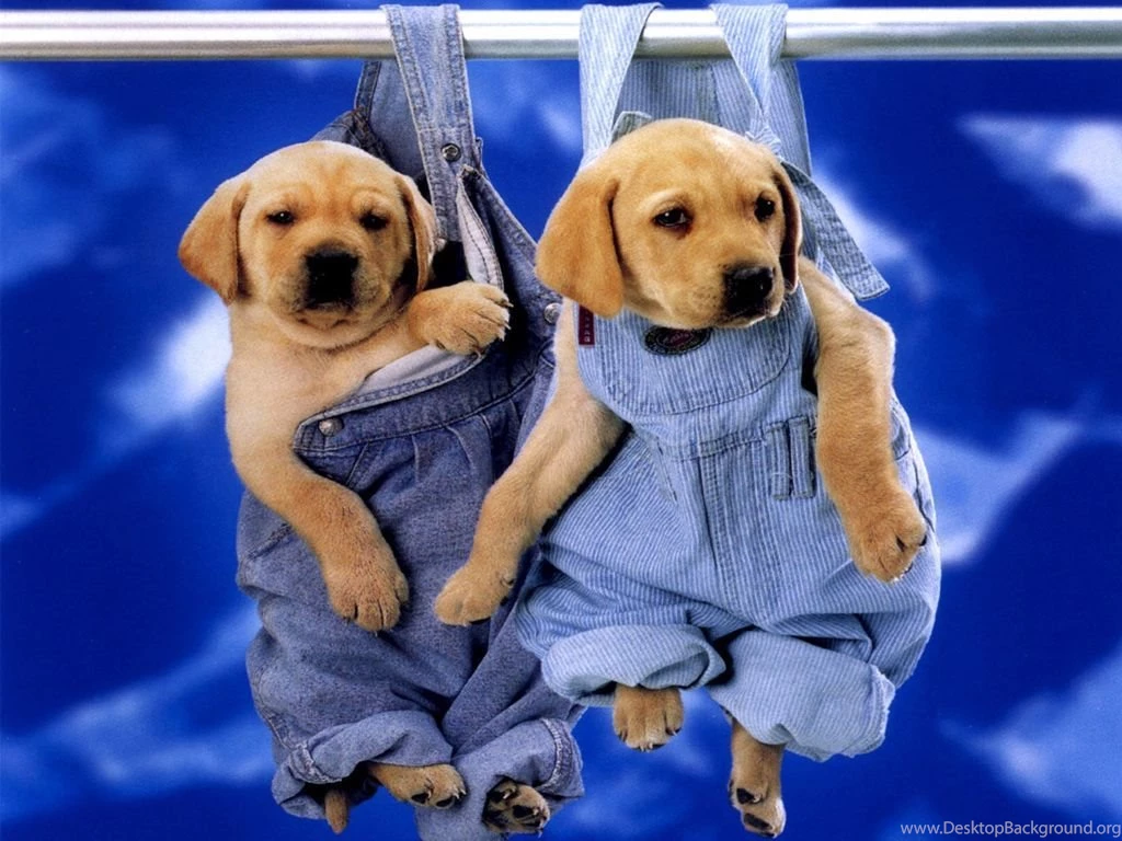 Cute Puppies Labrador Wallpapers For Your Computer Desktop