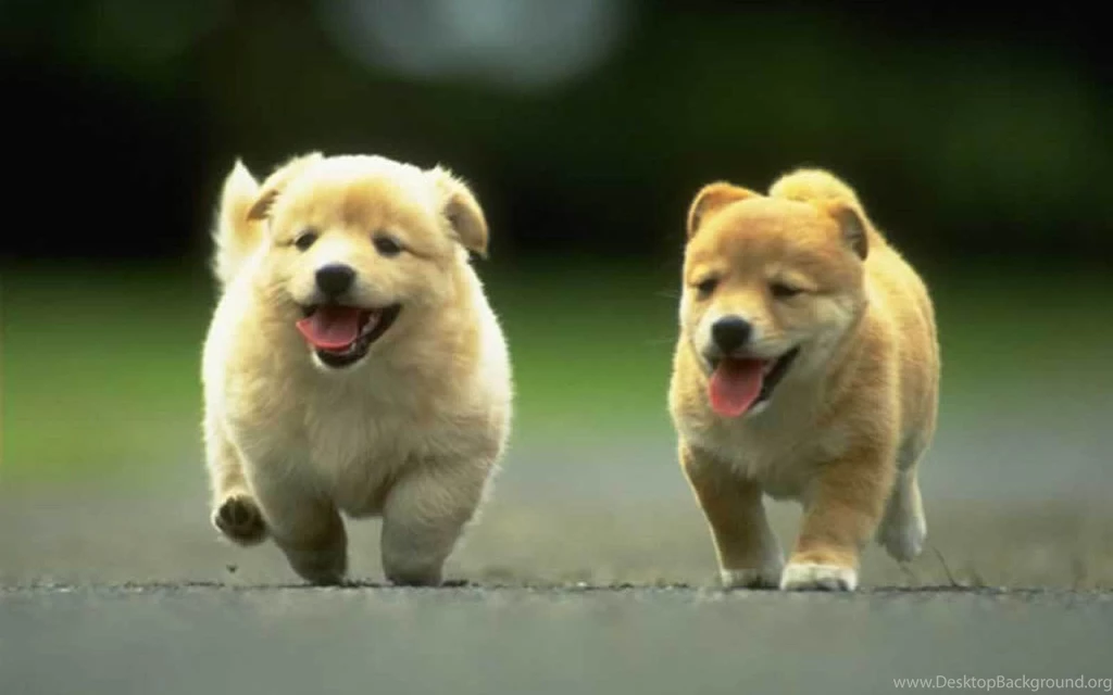 Puppies Desktop Wallpapers Puppies Backgrounds Puppies Desktop ...