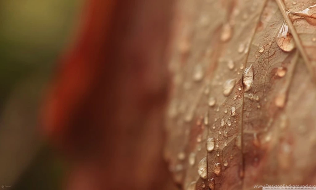 Brown Drops HD Desktop Wallpapers : Widescreen : High Definition ...