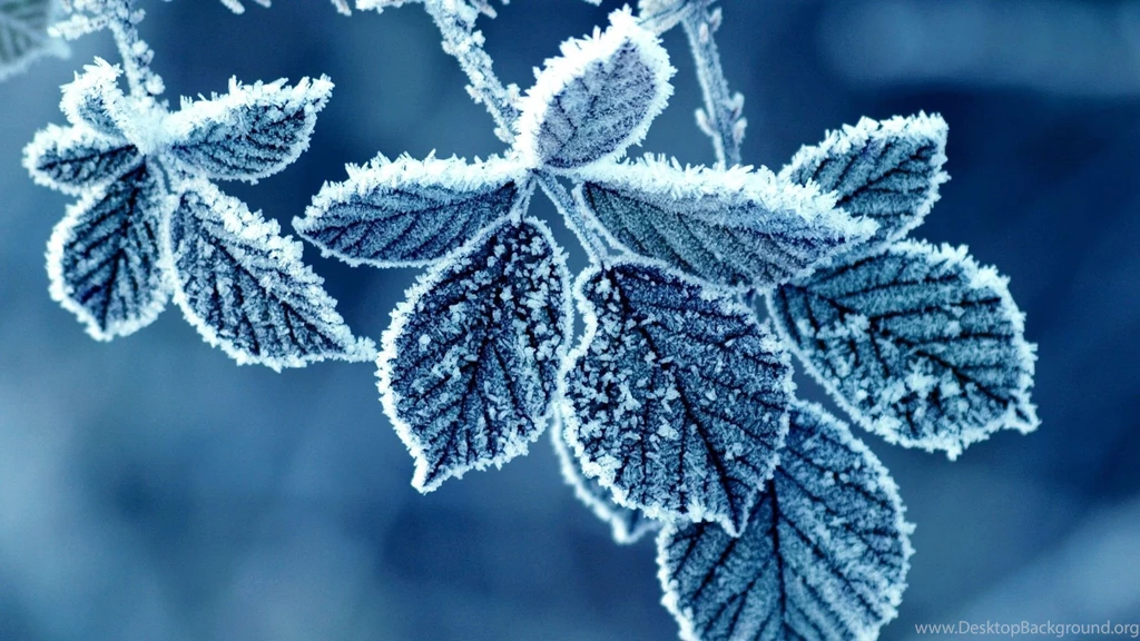 Frost Winter Leaves Snowy HD Wallpapers