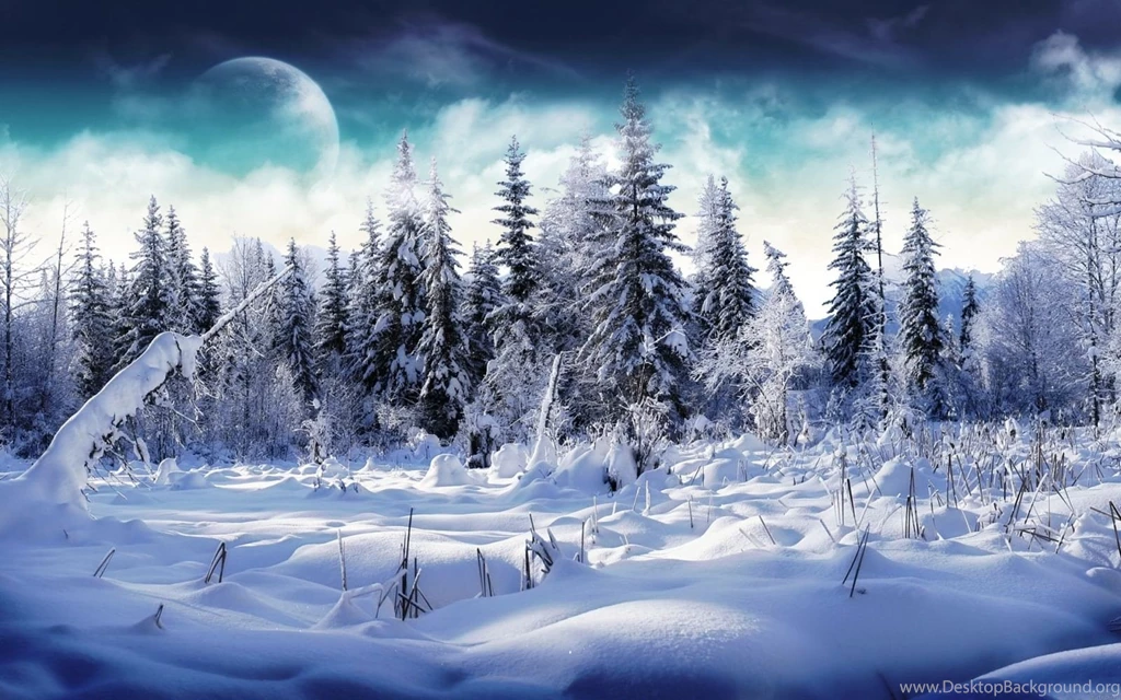 Winter Forest Desktop Wallpapers   Full HD