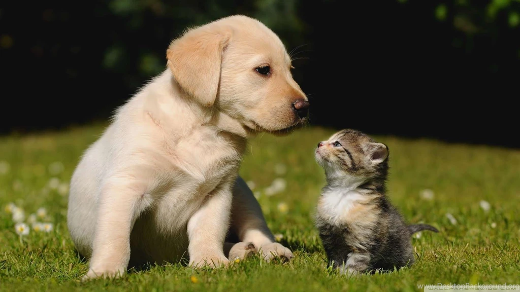 Cute Friendship Wallpapers 1080p HD