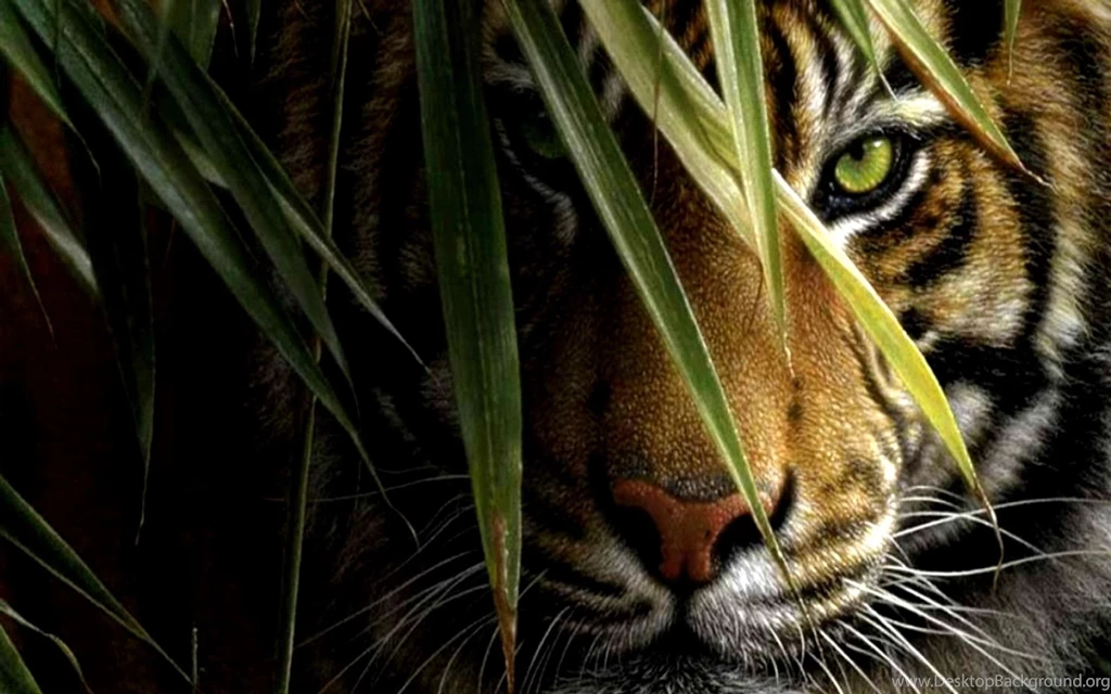 Tiger HD Wallpapers