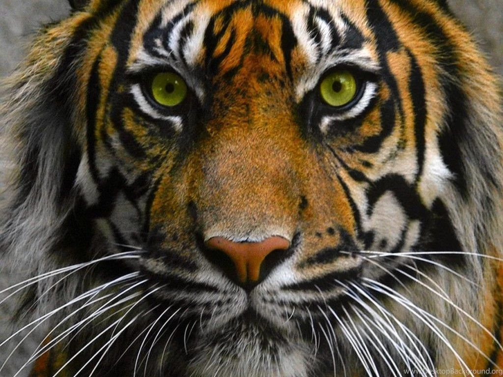 Tiger Eye Wallpapers   Widescreen HD Wallpapers