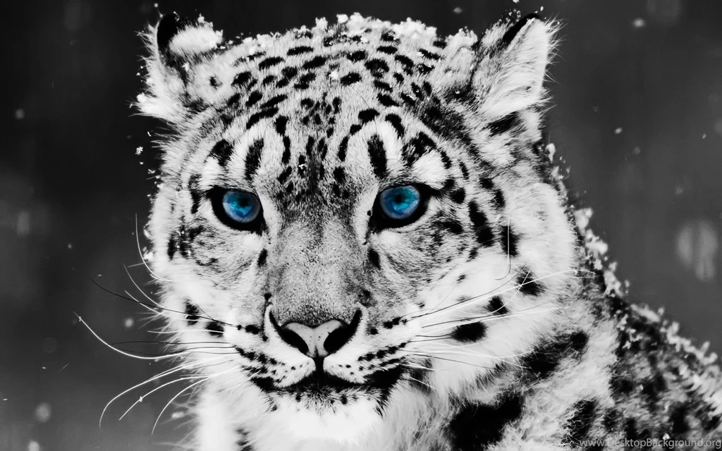 Snow Blue Eye Leopard Wallpapers