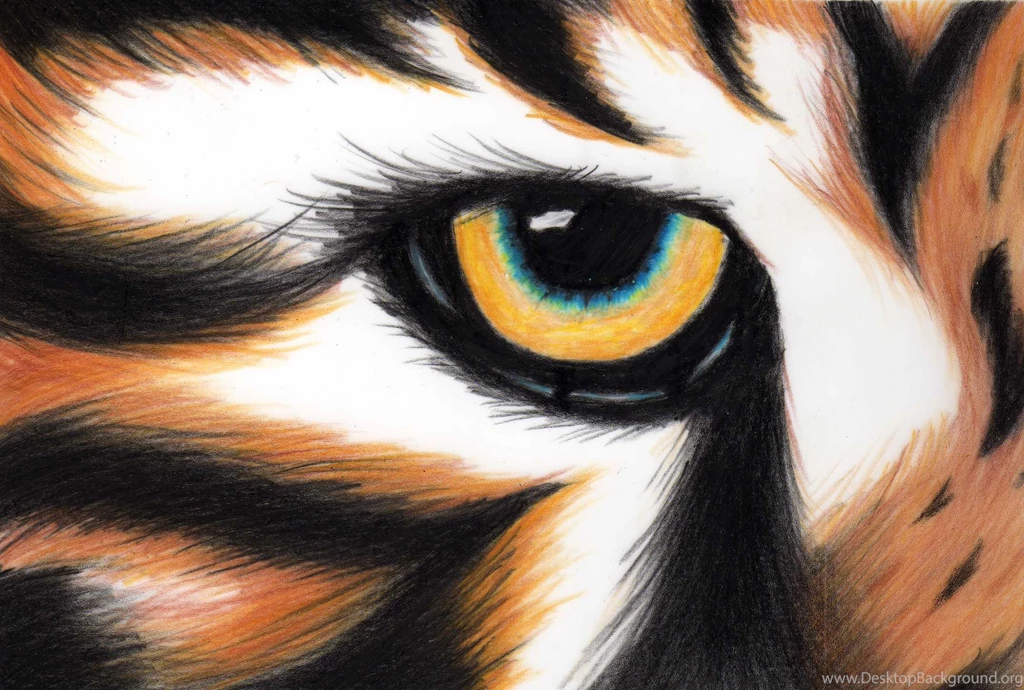 Tiger Eye Images   Wallpapers HD Wide