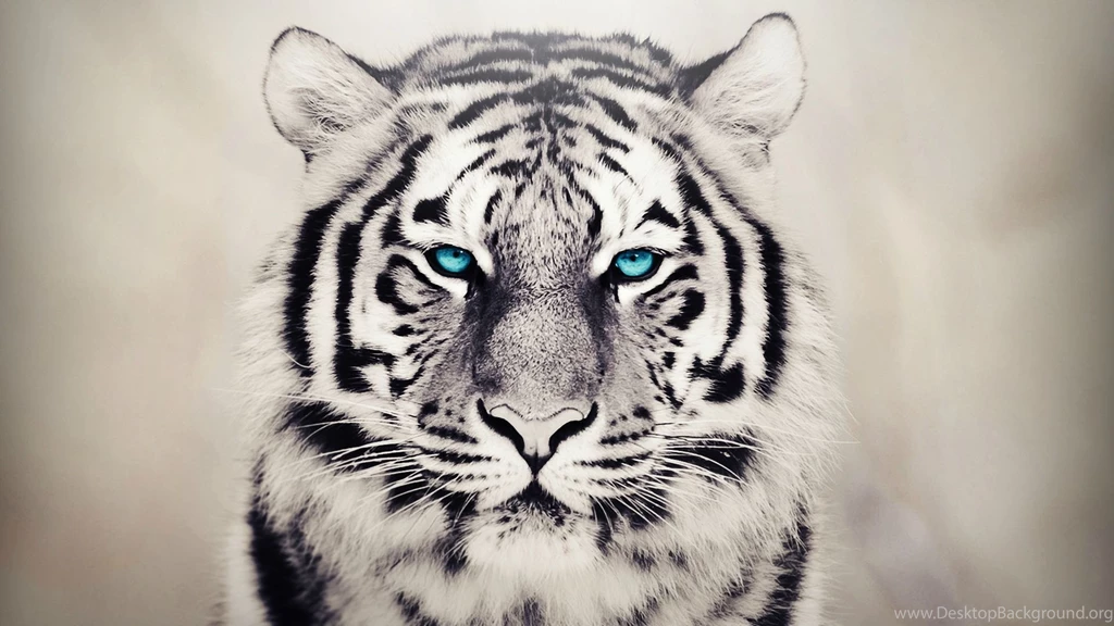 Tiger Dangerous Eye HD Wallpapers