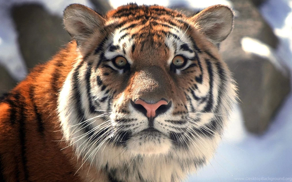 With Killing Eye Closeup Face Of Tiger Images