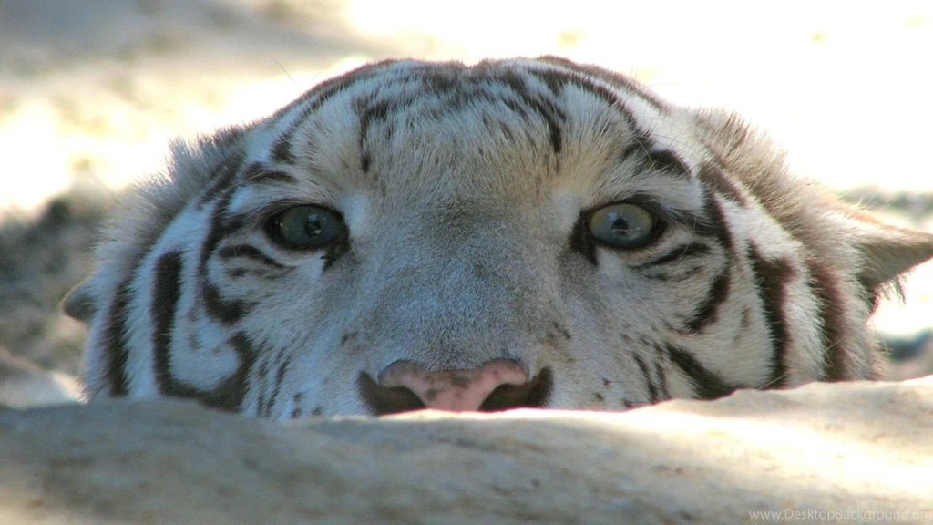 Full HD 1080p Tiger Wallpapers HD, Desktop Backgrounds 1920x1080