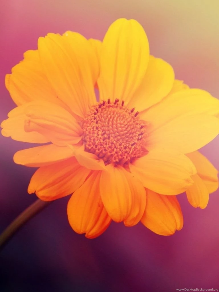 768x1024 Yellow Flower On Pink Backgrounds Ipad Mini Wallpapers