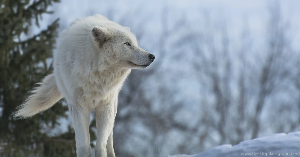 Wolf Predator Profile Winter Snow Wolves Wallpapers