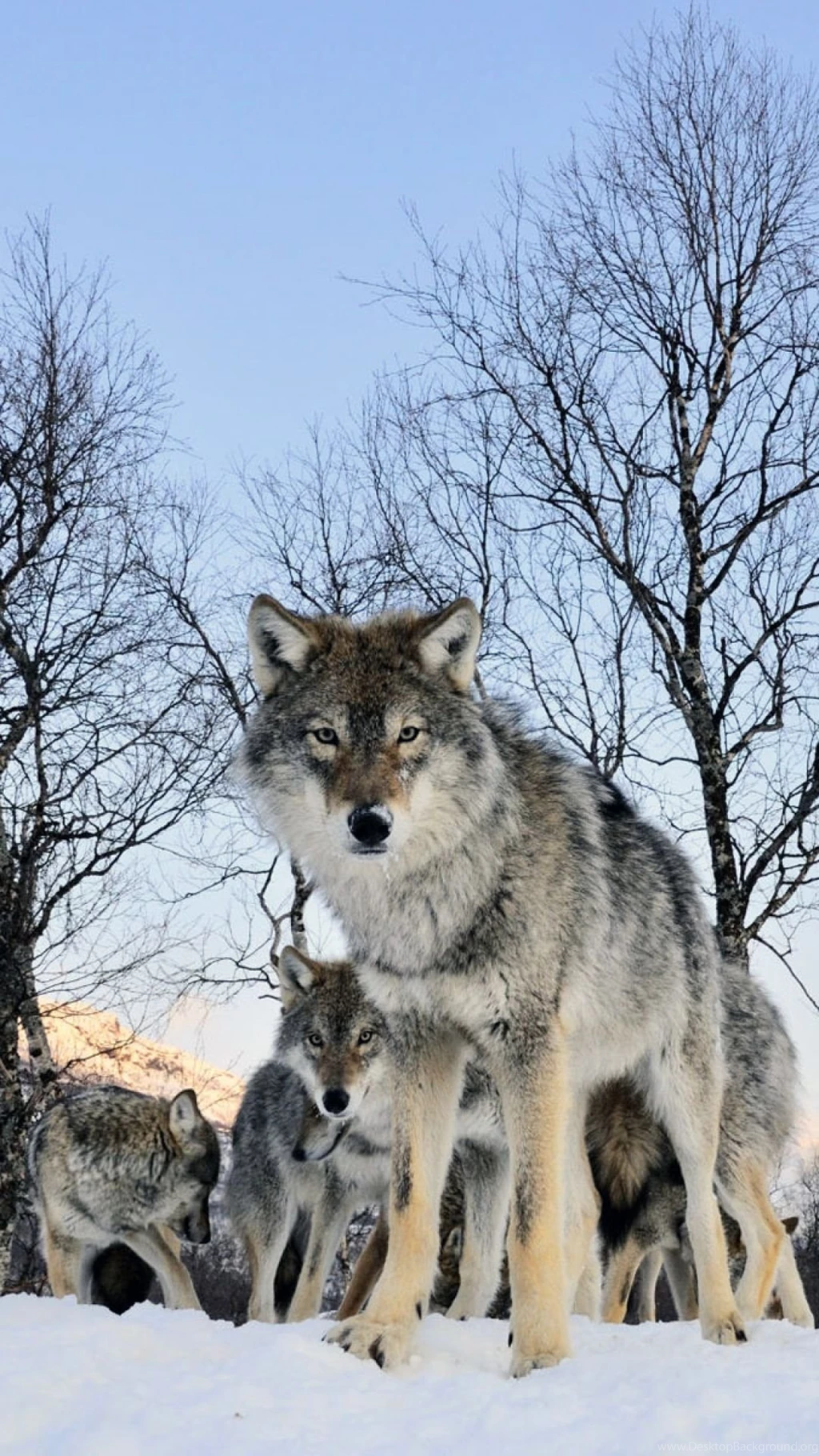 Download Wallpapers 1080x1920 Wolf, Walk, Flock, Winter, Snow Sony ...
