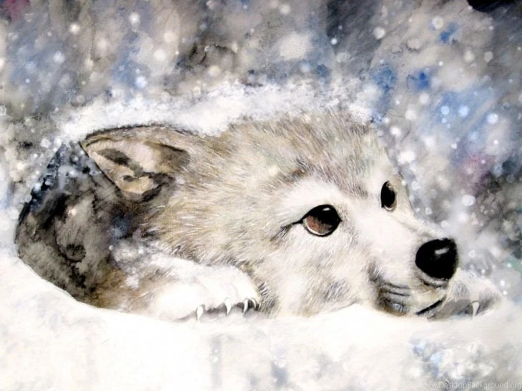 Snow Wolf Yorkshire_rose Wallpapers (24561281) Fanpop