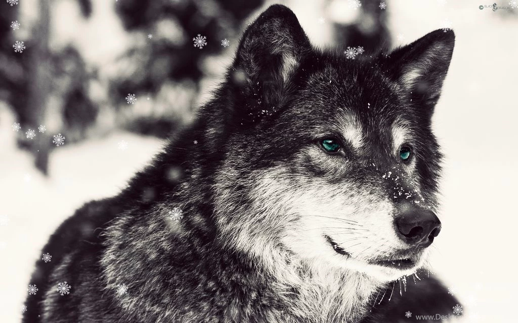 HD) Snow Wolf Wallpapers (By: BlackDragon) By Jadenblackdragon On ...