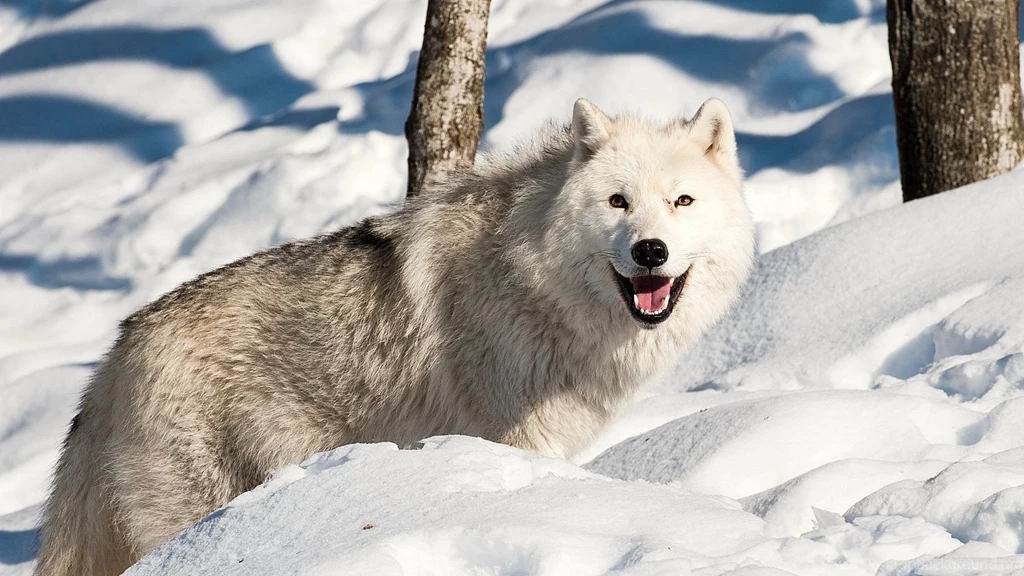 Download Wallpapers 2560x1440 Dog, Wolf, Snow, Winter Mac iMac 27 ...