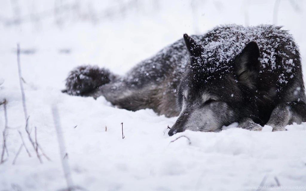 Wolf Snow Blizzard Cold Warm Black White Hd Wallpapers